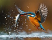 Steiner eDiscovery osserva cattura condividi n.1